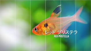 #42.美しい赤系小型熱帯魚　ハイフェソブリコン５種類＋１ Red hyphessobrycon 5 types