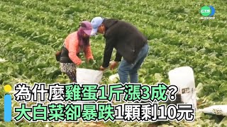 為什麼雞蛋1斤漲3成？ 大白菜卻暴跌1顆剩10元｜👍小編推新聞 20220126