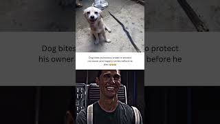 Dog bites poisonous snake to save owner’s life. This shows a lot of love. ❤️🩹❤️🩹❤️🩹