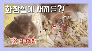 시시가 우여곡절 끝에 새끼를 낳았습니다 【골든햄스터 임신 출산】