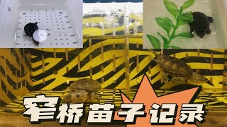 窄桥苗子成长记录！不知不觉一年了！蛋龟 窄桥蛋龟 窄桥苗