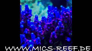 Acropora Dominated Tank Meerwasser Aquarium Raumteiler Fauna Marin Sps Lps walt Disney