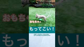 愛犬ともってこい、したかったのに悲しい結果になった😢  #愛犬との暮らし #チワックス #生後6ヶ月