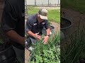 bunching onions the easy way to grow onions growyourownfood growhoss