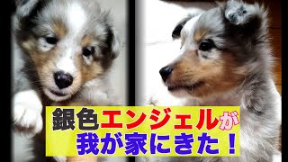 【シェルティお迎え】ブルーマールの子犬が我が家に！１１ヶ月までの成長記録＃シェットランドシープドッグ.＃Sheltie. ＃ブルーマール. #銀色シェルティルカ侍.＃シェルティ.