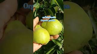 ผลไม้ปลอดสารพิษ Organic garden #youtubeshorts #อายุยืนยาว #สุขภาพ #fruit #garden