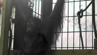 2011年9月10日　釧路市動物園　オランウータンのひな