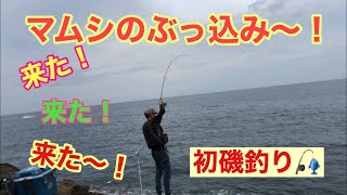 人生初の磯釣り！椿えびす渡船で好ポイント貸切