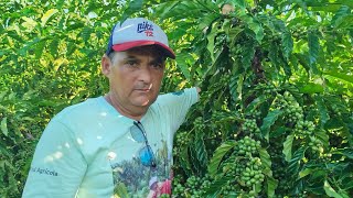 no terceiro ano em seguido está lavoura está carregada dê café