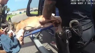 ‘Get him out of here now!’ Bodycam shows moments officers save K-9 shot while going after suspects