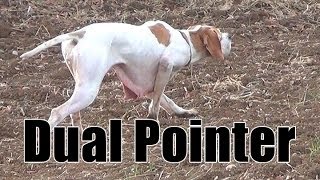 Keklik Avı Pointer Ferma Caccia, Chasse, Caza, Hunting Videos