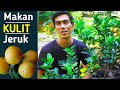 Sensasi Makan Jeruk kintan, tongheng, nagami Langsung Dengan Kulitnya || Tabulampot jeruk