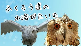 【羽を広げて】ふくろう達の水浴びタイム【気持ちいい？】