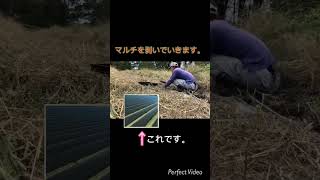 【新規就農者のリアル】10月5日の作業【マルチ剥、草刈り】