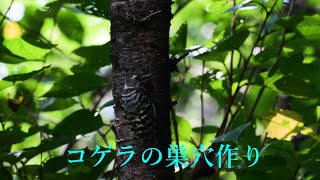 🐓🐓🎥『💖コゲラの巣穴作り・例外 / Woodperker making a burrow』(1分16秒)・４Ｋ撮影