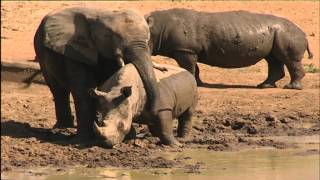 Elephant and rhino hanging out