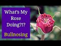 Bullnosing and Proliferation in Roses