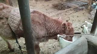 송아지 먹방(Baby cow eating video)