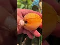 unique fruits u0026 vegetables found only in china 🍈🍅😲 shorts plants farming