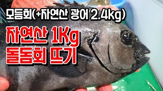 [시장 장사 노하우 공개 : 자연산 모듬회 손질] 자연산 돌돔 1kg, 자연산 광어 2.4kg 모둠회 두접시. How to fillet Rock bream.