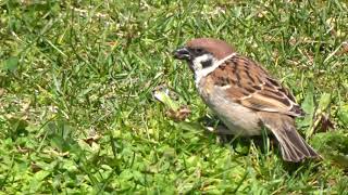 利口なスズメが茎を足で抑えてタンポポの果実[タネ]を食べる～⑥　sparrow