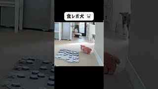 【食レポ犬】ドッグフード変更でひと言