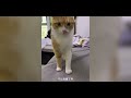 马路小猫变猪记！高架落魄小猫还是遇到心软的神了