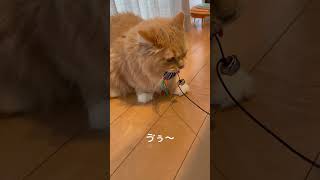 凶暴化するラガマフィン母 #猫のいる暮らし #猫動画 #猫