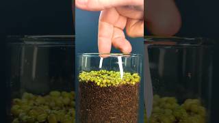 Growing Mung Beans - Time lapse