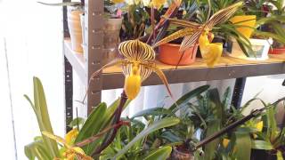 Whats in bloom: May : Paphiopedilum St Swithin full show