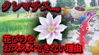 【ピクミンブルーム】クレマチス...。花びらをオススメできない理由【Pikmin Bloom】