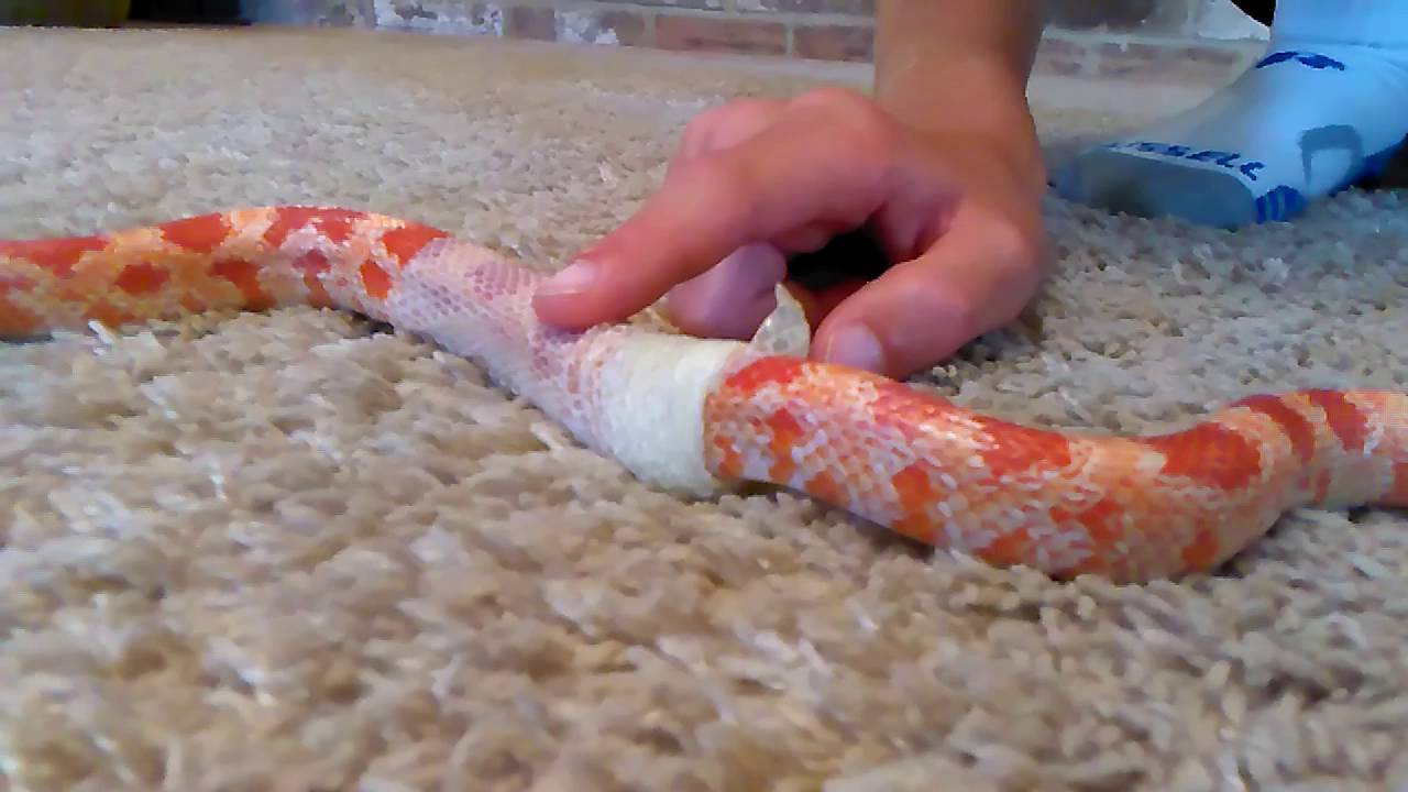 My Pet Snake Shedding - YouTube