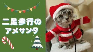 【Shorts】二足歩行の猫サンタ