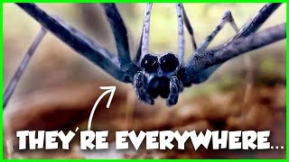 The WEIRDEST Spiders in the US Ranked