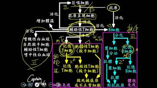 10802高三選修生物ch10 2 17免疫反應的回顧圖三禮