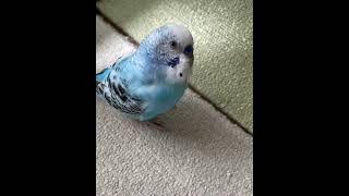 iPhoneのシャッター音を覚えたセキセイインコ　#shorts