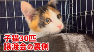 子猫だらけ30匹譲渡会の裏側をご覧ください！【Japanese cat adoption event】