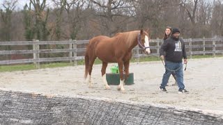 Equine Assisted Psychotherapy Program at Leg Up Farm helps local veterans suffering from PTSD