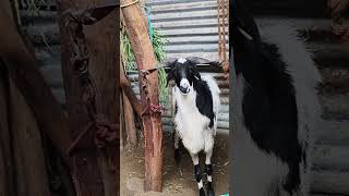 நமது பண்ணையில்#goat#viralvideo#viralshort#viralshorts#viralvideos#viralreels#ஆடுகள்##farming#tamilan