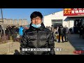 在寵物市場裡遇到了兩隻惡霸犬，顏色和品相都不錯，價錢還很便宜【劉哥在農村】