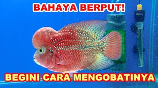 Mengobati Berak Putih Pada Ikan Louhan