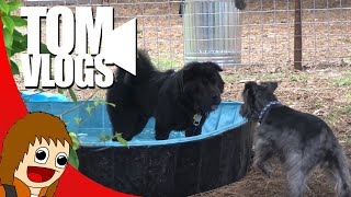 A New Dog Park | Tom Vlogs (8.23.2021-8.29.2021)