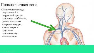 Проекции сосудов и нервов - учебно - методическое видео по топографической анатомии