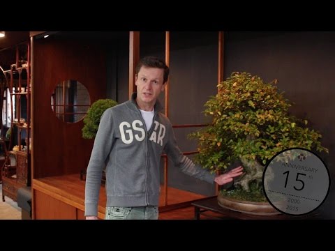 Teunis Jan Klein: Techniques to thicken a Bonsai trunk Teunis Jan Klein: Techniques to thicken a Bonsai trunk