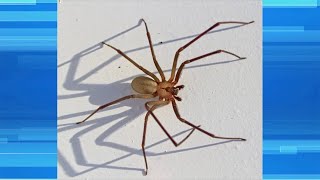 Man is Suing a Homeowner for Brown Recluse Bite