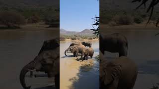 Elephants quenching their thirst.