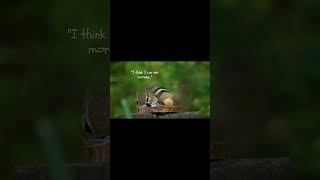 The craziest squirrel ~Can't believe it till you watch this....#squirrel#pets#funnypets