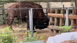 アメリカバイソンのようすです【未公開編】【上野動物園】