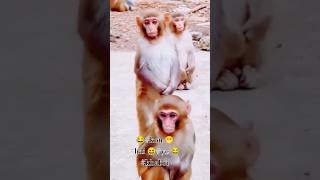 Kon h vo khabri #bander #trendingshorts #trending #shorts #monkey