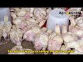 my best natural treatments for coccidiosis in broilers layers and local chicken